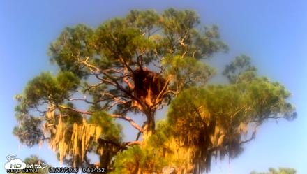 NE Florida Eagles Live Webcam - Aug 22, 2026, 8:39am EDT