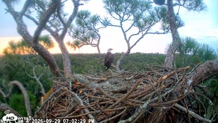 NE Florida Eagles Live Webcam - Sep 29, 2026, 7:03pm EDT