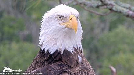 NE Florida Eagles Live Webcam - Oct 5, 2026, 4:28pm EDT