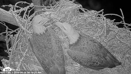 NE Florida Eagles Live Webcam - Apr 26, 2026, 6:15am EDT