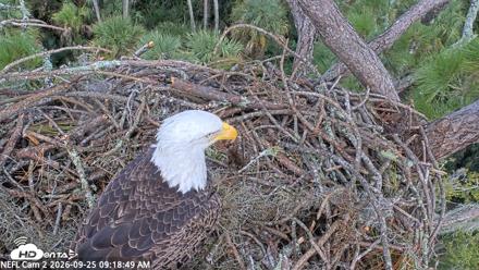 NE Florida Eagles Live Webcam - Sep 25, 2026, 9:19am EDT