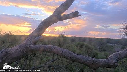 NE Florida Eagles Live Webcam - Jun 10, 2026, 6:41am EDT