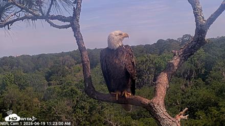 NE Florida Eagles Live Webcam - Apr 19, 2026, 11:23am EDT