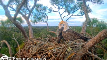 NE Florida Eagles Live Webcam - Sep 21, 2026, 6:55pm EDT