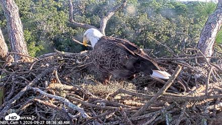 NE Florida Eagles Live Webcam - Sep 27, 2026, 8:37am EDT