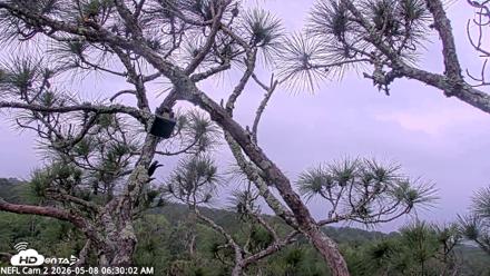 NE Florida Eagles Live Webcam - May 8, 2026, 6:33am EDT