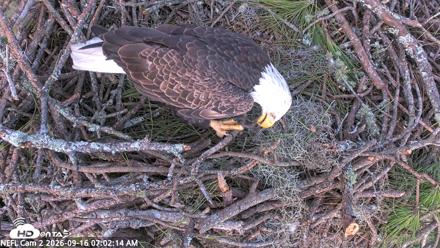 NE Florida Eagles Live Webcam - Sep 16, 2026, 7:03am EDT
