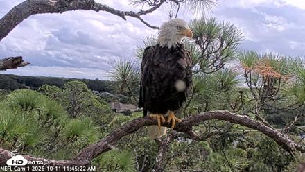 NE Florida Eagles Live Webcam - Oct 11, 2026, 11:46am EDT