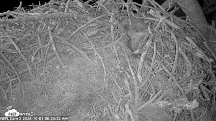 NE Florida Eagles Live Webcam - Oct 1, 2026, 6:26am EDT