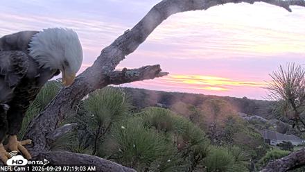 NE Florida Eagles Live Webcam - Sep 29, 2026, 7:20am EDT