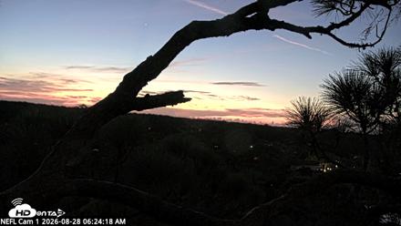 NE Florida Eagles Live Webcam - Aug 28, 2026, 6:26am EDT