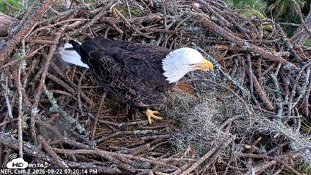 NE Florida Eagles Live Webcam - Sep 22, 2026, 7:21pm EDT