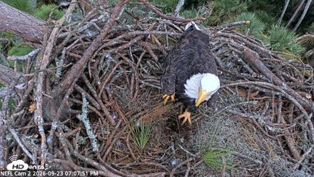 NE Florida Eagles Live Webcam - Sep 23, 2026, 7:08pm EDT