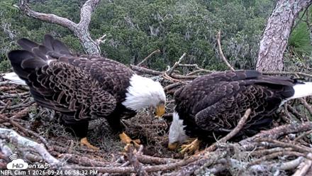 NE Florida Eagles Live Webcam - Sep 24, 2026, 6:59pm EDT