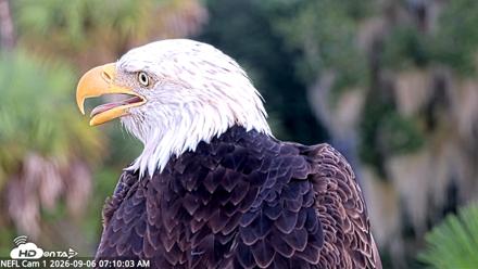 NE Florida Eagles Live Webcam - Sep 6, 2026, 7:11am EDT