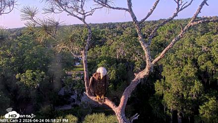 NE Florida Eagles Live Webcam - Apr 24, 2026, 6:59pm EDT