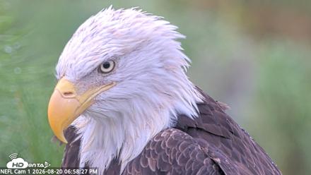 NE Florida Eagles Live Webcam - Aug 20, 2026, 6:59pm EDT