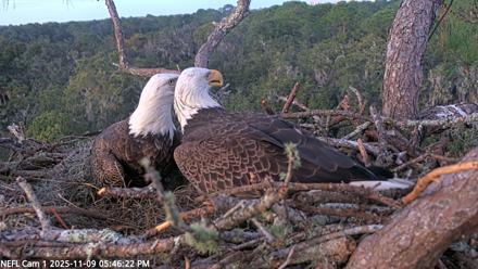 NE Florida Eagles Live Webcam - Nov 9, 2025, 5:47pm EST