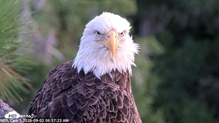 NE Florida Eagles Live Webcam - Sep 2, 2026, 6:58am EDT