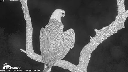 NE Florida Eagles Live Webcam - Sep 21, 2026, 7:58pm EDT