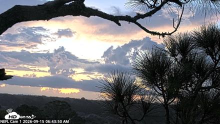 NE Florida Eagles Live Webcam - Sep 15, 2026, 6:44am EDT