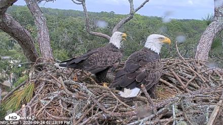 NE Florida Eagles Live Webcam - Sep 24, 2026, 2:24pm EDT