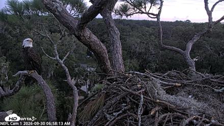 NE Florida Eagles Live Webcam - Sep 30, 2026, 6:59am EDT