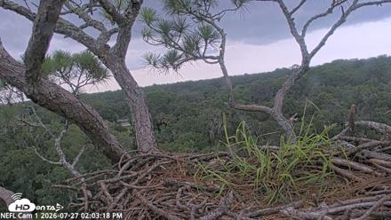 NE Florida Eagles Live Webcam - Jul 27, 2026, 2:04pm EDT
