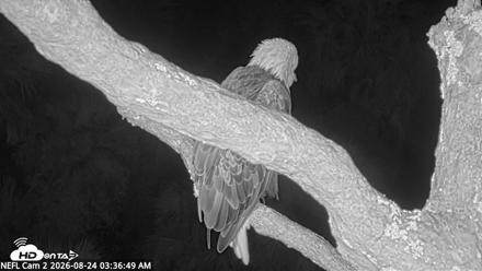 NE Florida Eagles Live Webcam - Aug 24, 2026, 3:37am EDT