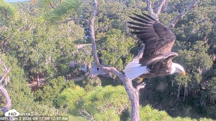 NE Florida Eagles Live Webcam - Sep 17, 2026, 9:13am EDT