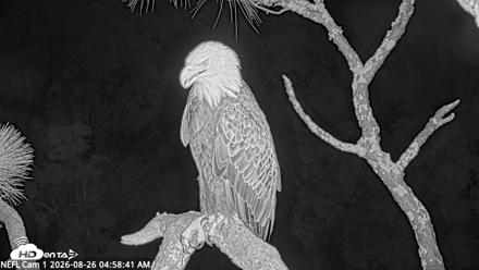 NE Florida Eagles Live Webcam - Aug 26, 2026, 4:59am EDT