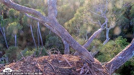 NE Florida Eagles Live Webcam - Apr 10, 2026, 7:23pm EDT