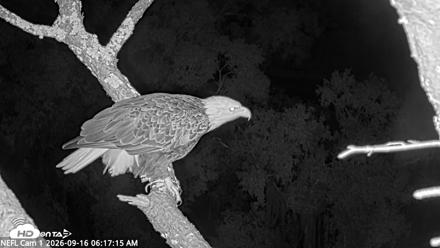 NE Florida Eagles Live Webcam - Sep 16, 2026, 6:18am EDT