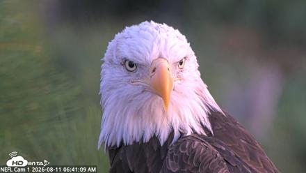 NE Florida Eagles Live Webcam - Aug 11, 2026, 6:42am EDT
