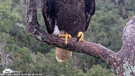 NE Florida Eagles Live Webcam - Oct 4, 2026, 6:31pm EDT