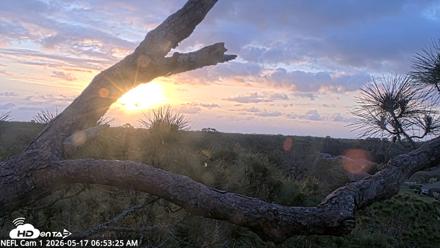 NE Florida Eagles Live Webcam - May 17, 2026, 6:54am EDT