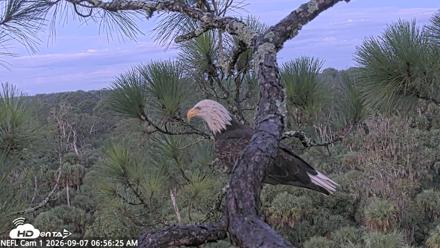 NE Florida Eagles Live Webcam - Sep 7, 2026, 6:58am EDT