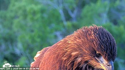 NE Florida Eagles Live Webcam - Apr 14, 2026, 7:36pm EDT