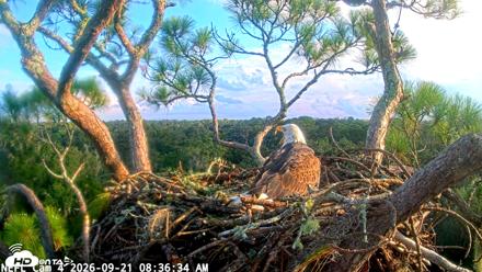 NE Florida Eagles Live Webcam - Sep 21, 2026, 8:37am EDT