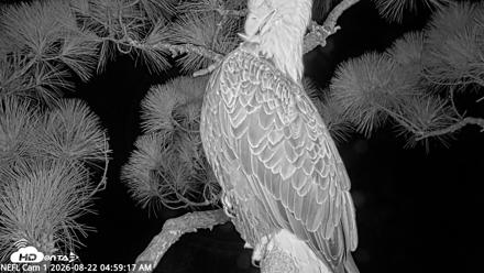 NE Florida Eagles Live Webcam - Aug 22, 2026, 5:00am EDT