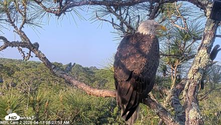 NE Florida Eagles Live Webcam - Apr 17, 2026, 8:22am EDT