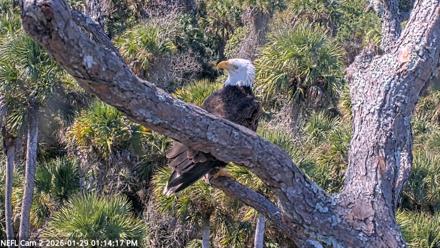 NE Florida Eagles Live Webcam - Jan 29, 2026, 1:14pm EST