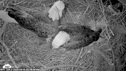 NE Florida Eagles Live Webcam - Oct 10, 2026, 7:20pm EDT