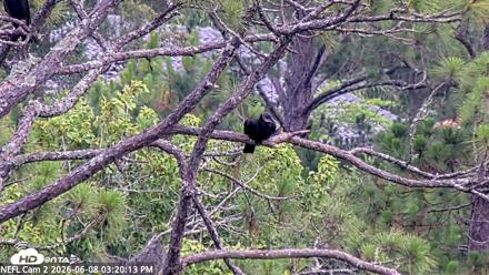 NE Florida Eagles Live Webcam - Jun 8, 2026, 3:21pm EDT