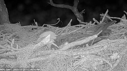 NE Florida Eagles Live Webcam - Nov 25, 2025, 11:15pm EST