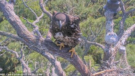 NE Florida Eagles Live Webcam - Mar 20, 2026, 3:25pm EDT