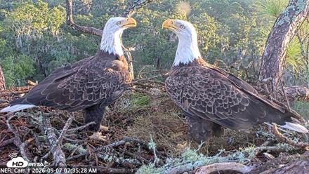 NE Florida Eagles Live Webcam - Sep 7, 2026, 7:36am EDT