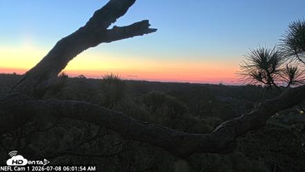 NE Florida Eagles Live Webcam - Jul 8, 2026, 6:03am EDT