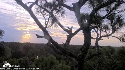 NE Florida Eagles Live Webcam - Aug 4, 2026, 7:48pm EDT