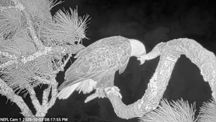 NE Florida Eagles Live Webcam - Oct 3, 2025, 8:18pm EDT